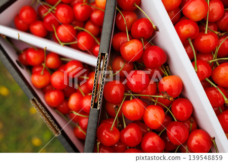 Sato Nishiki cherries packed in a red jewel box (Nanbu Town, Aomori Prefecture) Sato Nishiki cherries packed in a red jewel box (Nanbu Town, Aomori Prefecture) 139548859
