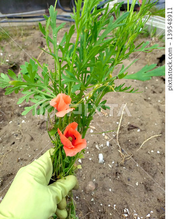 A hand holding a long-headed poppy with a rubber glove. A hand holding a long-headed poppy with a rubber glove. 139548911