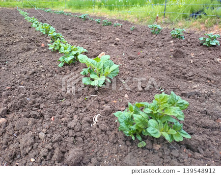 Potatoes under cultivation Potatoes under cultivation 139548912