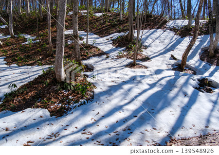 Woods in the forest Woods in the forest 139548926