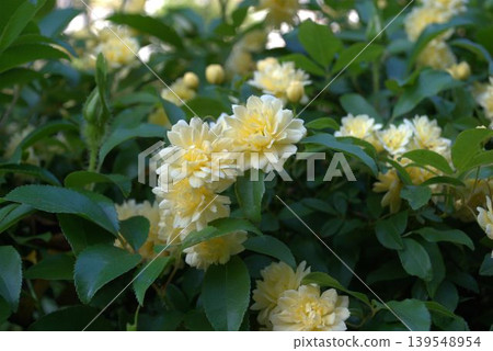 mockybara花 mockybara花 139548954