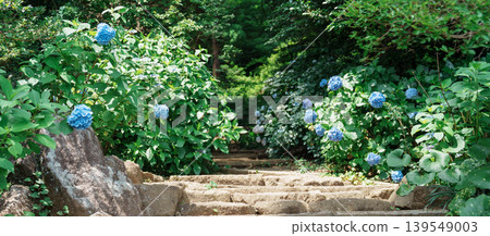 Hydrangea macrophylla Blossom in garden. Blue and purple hydrangeas flowers blooming in park Hydrangea macrophylla Blossom in garden. Blue and purple hydrangeas flowers blooming in park 139549003