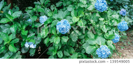 Hydrangea macrophylla Blossom in garden. Blue and purple hydrangeas flowers blooming in park Hydrangea macrophylla Blossom in garden. Blue and purple hydrangeas flowers blooming in park 139549005