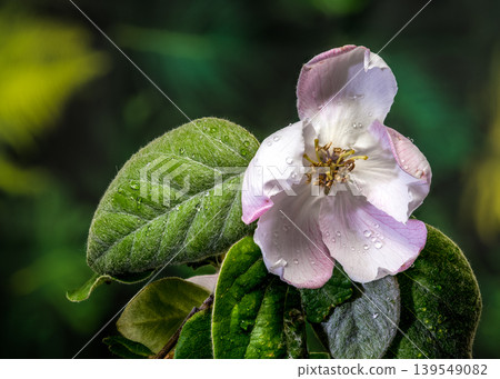 Close-up of a Pale Pink Quince Blossom Close-up of a Pale Pink Quince Blossom 139549082