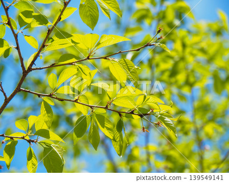 Fresh fresh green image material Fresh fresh green image material 139549141