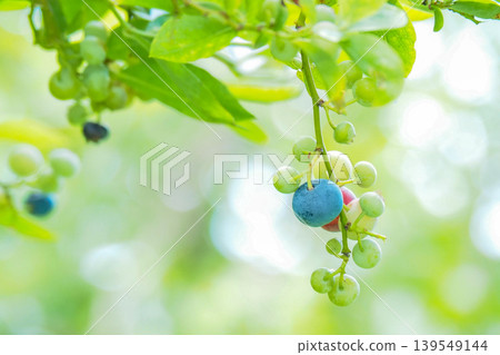 藍莓季 藍莓季 139549144