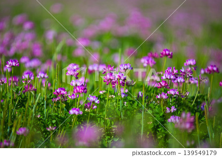 A local train running through the spring breeze A local train running through the spring breeze 139549179
