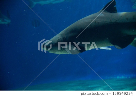 Sharks swimming in the abyss Sharks swimming in the abyss 139549254