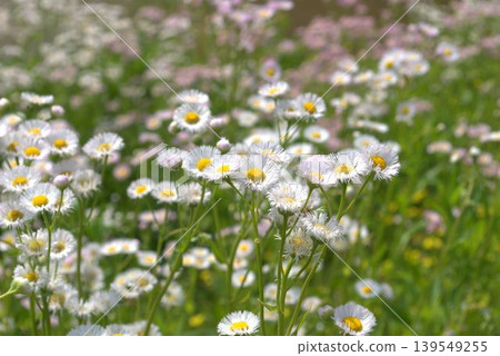 Erigeron annuus flowers in full bloom Erigeron annuus flowers in full bloom 139549255