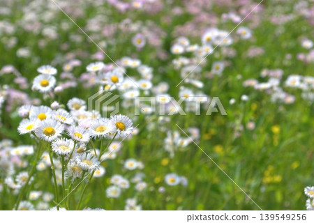 Erigeron annuus flowers in full bloom Erigeron annuus flowers in full bloom 139549256