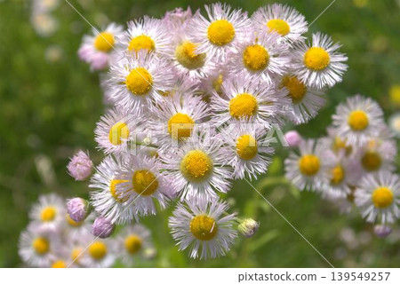 Haldione白花 Haldione白花 139549257