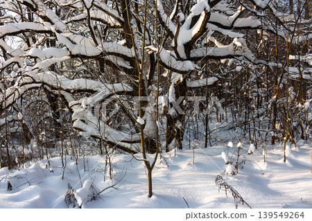 Thick snow blankets dark, tangled tree branches forming a magical winter forest scene with sunlight dappling the snowy ground Thick snow blankets dark, tangled tree branches forming a magical winter forest scene with sunlight dappling the snowy ground 139549264