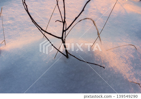 Winter's enchanting glow: sun-kissed, sugary snow with fragile branches against a soft sunset backdrop. Pure, frosty beauty 139549290