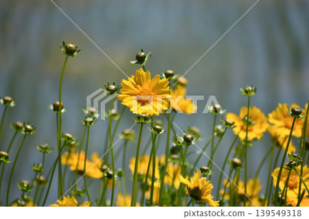 長矛金雞菊花和芽 長矛金雞菊花和芽 139549318