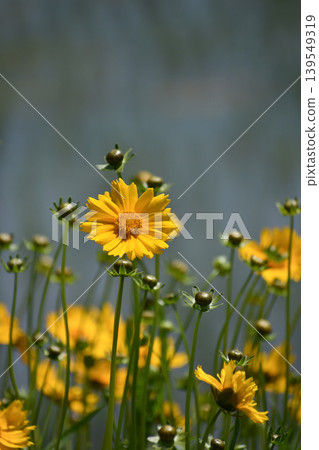 Lance-leaved Coreopsis flowers and buds 139549319