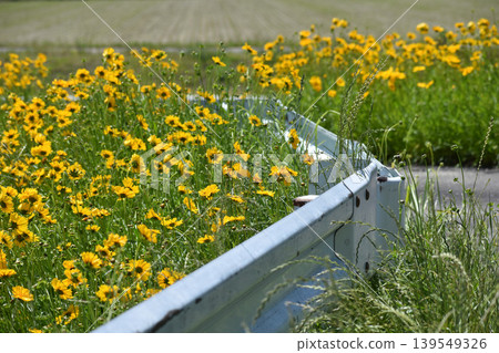 Large-flowered coreopsis blooming in clusters Large-flowered coreopsis blooming in clusters 139549326
