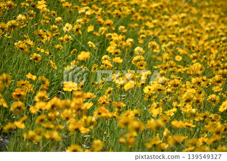 Flowers of the large-flowered coreopsis growing in clusters Flowers of the large-flowered coreopsis growing in clusters 139549327