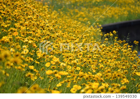 Flowers of the large-flowered coreopsis growing in clusters Flowers of the large-flowered coreopsis growing in clusters 139549330