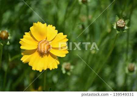 Okin Keiki之花 139549331