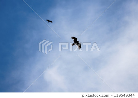 鳥兒在藍天高飛 139549344