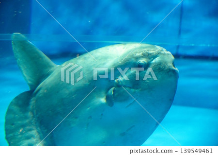 A sunfish swimming leisurely in the aquarium. A sunfish swimming leisurely in the aquarium. 139549461
