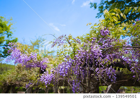 Wisteria flowers in full bloom Wisteria flowers in full bloom 139549501
