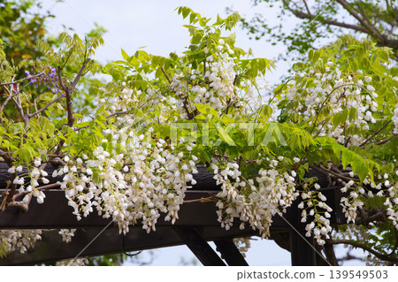Wisteria flowers in full bloom Wisteria flowers in full bloom 139549503