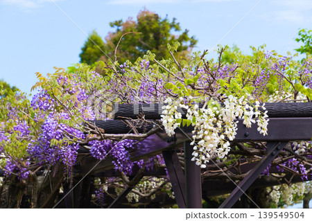 Wisteria flowers in full bloom Wisteria flowers in full bloom 139549504