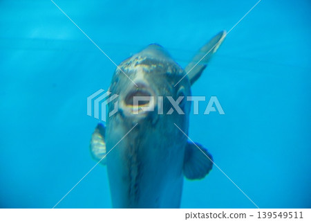 藍水中的獨特魚類 藍水中的獨特魚類 139549511