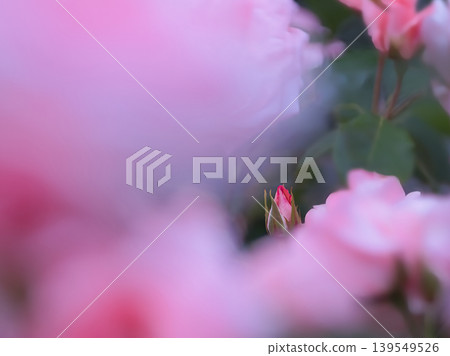 A single rosebud bathed in the spring light. A single rosebud bathed in the spring light. 139549526