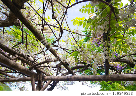 Wisteria flowers in full bloom Wisteria flowers in full bloom 139549538