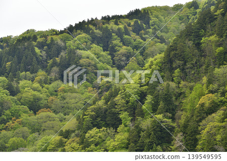 春天,我在北海道厚別町拍攝了山間綠意盎然的闊葉樹和常綠樹的景色。 春天,我在北海道厚別町拍攝了山間綠意盎然的闊葉樹和常綠樹的景色。 139549595