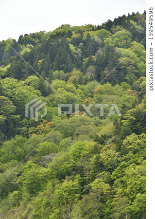 I photographed the mountain scenery of fresh green broadleaf and evergreen trees in Atsusabetsu Town, Hokkaido in spring. I photographed the mountain scenery of fresh green broadleaf and evergreen trees in Atsusabetsu Town, Hokkaido in spring. 139549598