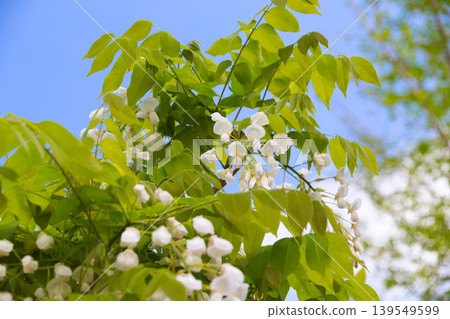 Wisteria flowers in full bloom Wisteria flowers in full bloom 139549599