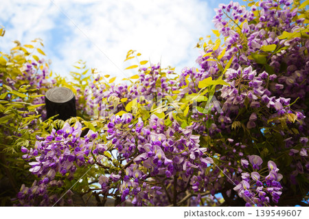 Wisteria flowers in full bloom Wisteria flowers in full bloom 139549607