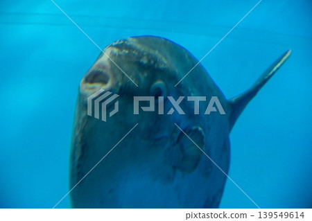 sunfish in aquarium 139549614