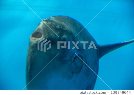 翻車魚神秘的凝視 139549644