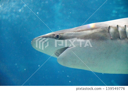 一條鯊魚悠閒地遊在水下 一條鯊魚悠閒地遊在水下 139549776