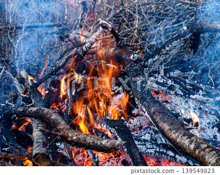 Burning branches and glowing coals in a large bonfire Burning branches and glowing coals in a large bonfire 139549823