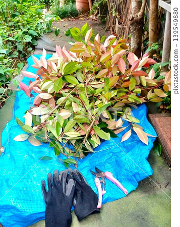 將紅葉石楠籬笆修剪 將紅葉石楠籬笆修剪 139549880