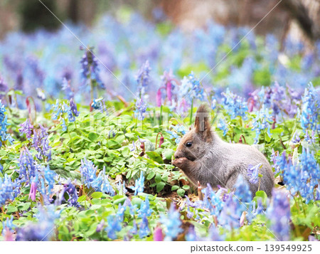 紫堇(Corydalis ambigua)、日本延胡索花(Erythronium japonicum flowers)和一隻北海道松鼠 紫堇(Corydalis ambigua)、日本延胡索花(Erythronium japonicum flowers)和一隻北海道松鼠 139549925