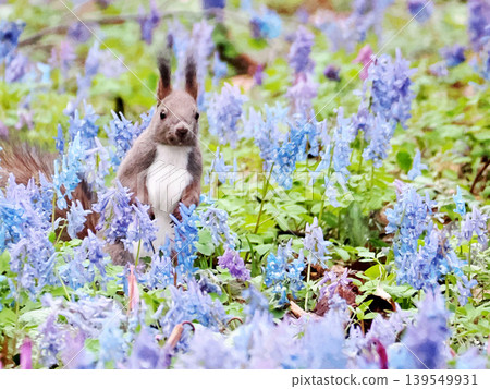 Corydalis ambigua, Erythronium japonicum flowers, and a Hokkaido squirrel Corydalis ambigua, Erythronium japonicum flowers, and a Hokkaido squirrel 139549931