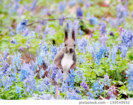 Corydalis ambigua, Erythronium japonicum flowers, and a Hokkaido squirrel Corydalis ambigua, Erythronium japonicum flowers, and a Hokkaido squirrel 139549932