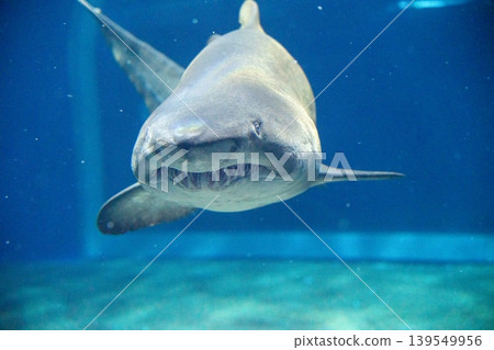 A shark swimming underwater: an impressive face A shark swimming underwater: an impressive face 139549956