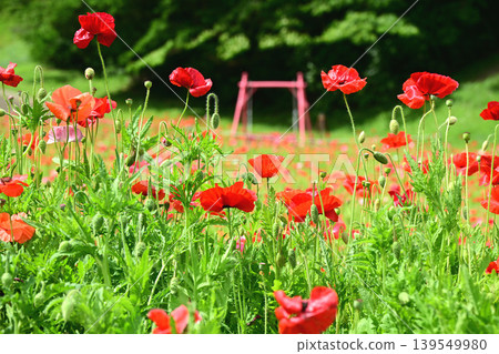 Poppy flowers and a swing Poppy flowers and a swing 139549980