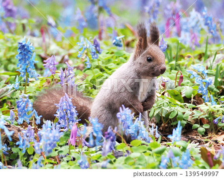 Corydalis ambigua, Erythronium japonicum flowers, and a Hokkaido squirrel Corydalis ambigua, Erythronium japonicum flowers, and a Hokkaido squirrel 139549997