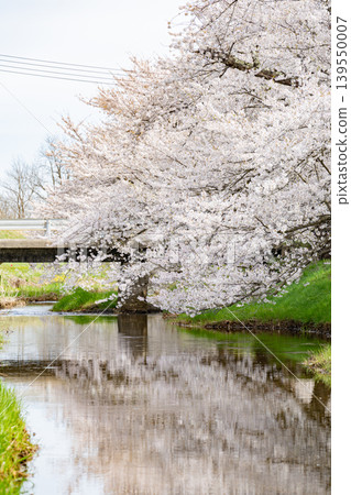 Spring cherry blossoms in full bloom Spring cherry blossoms in full bloom 139550007