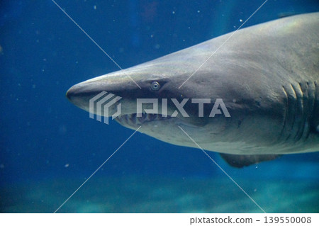 Sharks, predators in the water Sharks, predators in the water 139550008