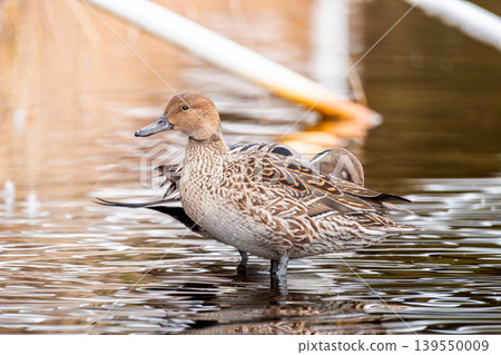 Waterside pintail Waterside pintail 139550009