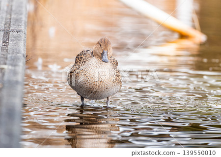 Waterside pintail 139550010